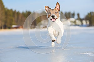 Happy and ebullient dog playing and running on ice of frozen lake on beautiful sunny winter day