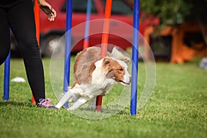Happy ee-red Border collie in agility