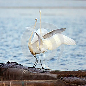 Happy egret