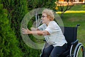 Happy elderly woman in a wheelchair rejoices in a walk outdoors.