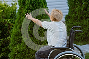 Happy elderly woman in a wheelchair rejoices in a walk outdoors.