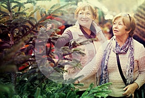 Happy elderly women selecting spruce