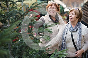 Happy elderly women selecting spruce