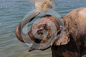 Happy Elephant Bathing Time