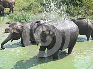 Happy Elephant family in water