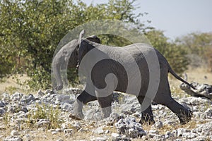 Happy elephant Namibia