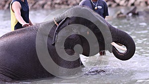 Happy Elephant take a bath in a sea