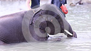 Happy elephant take a bath in a sea