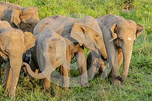 Happy elephants