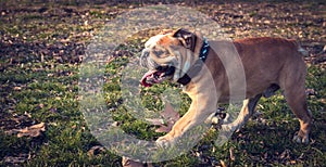 Happy English bulldog