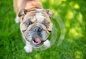 A happy English Bulldog outdoors