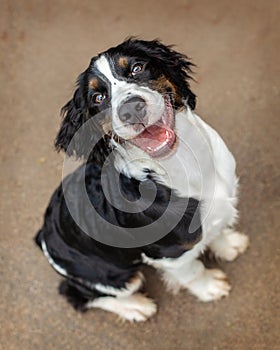 Happy English Springer Spaniel Puppy Looking Up