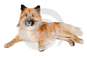 Happy Eurasier dog