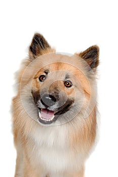 Happy Eurasier dog on a clean white background