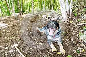 Happy exhausted shepard dog in the jungle of El Remate, Peten, Guatemala, Central America