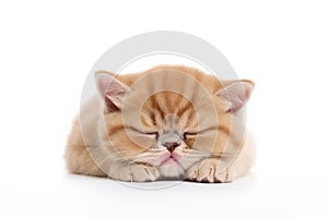 a happy Exotic Shorthair cat sleepy in front of a white background. Generative ai