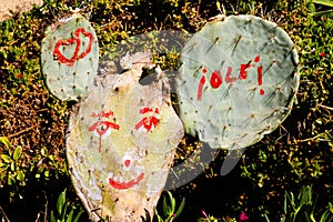 Happy face cactus