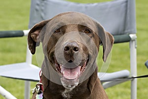 Happy Face Chocolate Lab Dog