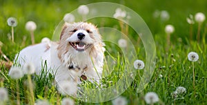 Happy face of a cute smiling dog in summer, pet background