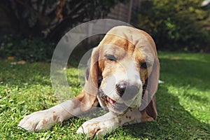 happy face of funny beagle dog closeup on nature