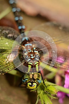 Happy Face of the Lancetipped Darner Dragonfly