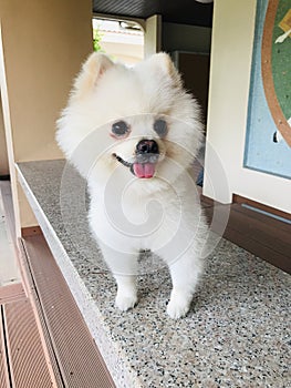 Happy face of a white Pomeranian dog.