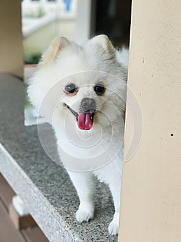 Happy face of a white Pomeranian dog.