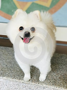 Happy face of a white Pomeranian dog.