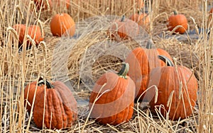 Happy Fall at the pumpkin patch in Ontario, Malheur County, Oregon photo