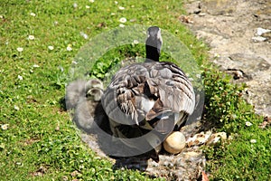 Happy family, Barnacle Geese along the pond in England in the summer.