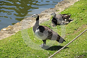 Happy family, Barnacle Geese along the pond in England in the summer.