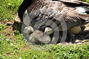 Happy family, Barnacle Geese along the pond in England in the summer.