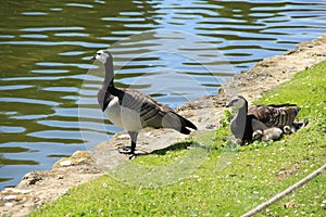 Happy family, Barnacle Geese along the pond in England in the summer.