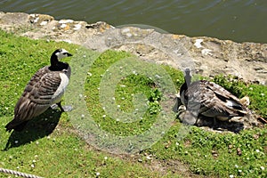 Happy family, Barnacle Geese along the pond in England in the summer.