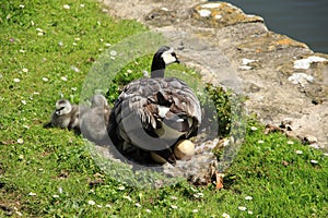 Happy family, Barnacle Geese along the pond in England in the summer.