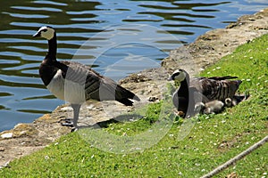 Happy family, Barnacle Geese along the pond in England in the summer.