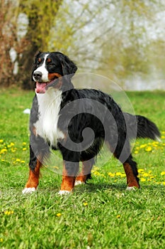 Happy family Bernese mountain dog on summer nature walks