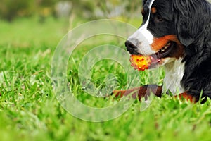 Happy family dog Bernese mountain dog lying on the grass in the