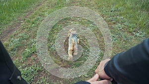 Happy family. dog walks on a leash first-person view of the hand. couple hold hands walking a dog lifestyle teamwork