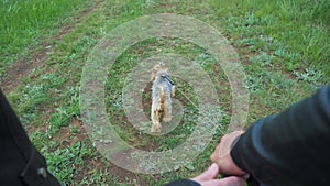 Happy family. dog walks on a leash first-person view of the hand. couple hold hands walking a lifestyle dog teamwork