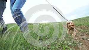 Happy family. Dog Yorkshire Terrier walks on a leash first-person view of the hand. Couple hold hands lifestyle walking