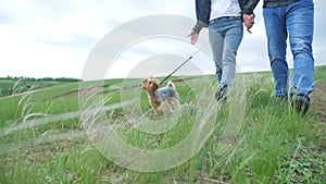 Happy family. dog Yorkshire Terrier walks on a leash first-person view of the hand. couple hold hands walking a dog