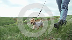 Happy family. Dog yorkshire terrier walks on a leash first-person view of the hand. Couple hold hands walking a dog