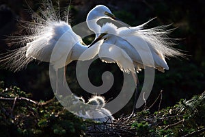 Happy family of egrets