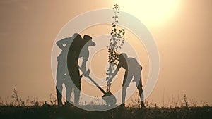 A happy family. Father and two sons plant and water the tree in the park at sunset. The concept of a happy family
