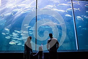 Happy family looking at the fish tank