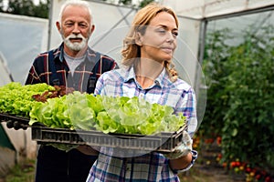 Happy family people of organic greenhouse farmer vegetable harvesting to be sold to local stores.