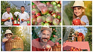 Happy Family Picking Apples in Sunny Orchard Conceptual Photo Collage