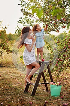 Happy family picking fresh organic fruits apples on farm. Smiling young family harvesting apples in summer garden. Harvest Concept