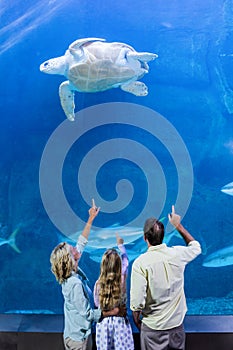 Happy family pointing at turtle in a tank